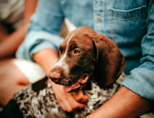 ¿Despido por urgencia veterinaria? Es Improcedente (Sentencia)